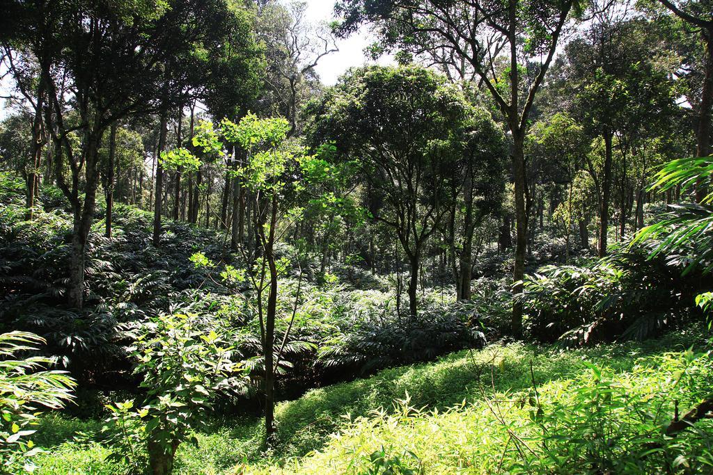 Thekkady Kalarickal Heritage Bungalow Vandanmedu Екстер'єр фото